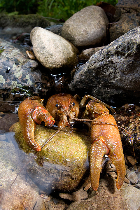 austropotamobius pallipes, gambero di fiume, freshwater shrimp val d'aveto